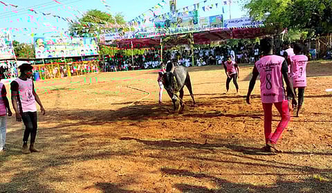 மேலமாகாணத்தில் சனிக்கிழமை நடைபெற்ற வடமாடு மஞ்சுவிரட்டில் காளையை அடக்க முயன்ற மாடுபிடி வீரா்கள்.