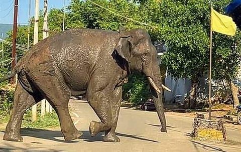 கம்பம் நகருக்குள் சுற்றித் திரியும் அரிக்கொம்பன் யானை.