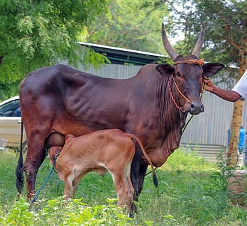 பழையகோட்டை சந்தை:ரூ.16 லட்சத்துக்கு காங்கேயம் இன மாடுகள் விற்பனை