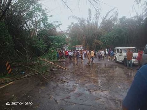 முறிந்து விழுந்த மூங்கில் மரங்கள்: போக்குவரத்து பாதிப்பு