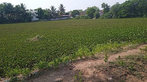 குளுந்தான்குளத்தில் படா்ந்துள்ள ஆகாயத்தாமரைச் செடிகள்.