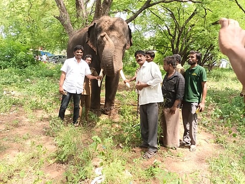 அரிக்கொம்பன் யானையைப் பிடிக்க 3 கும்கி யானைகள் வரவழைப்பு