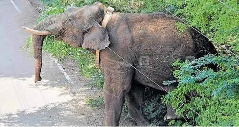 கம்பம் அருகே 4ஆவது நாளாக சுற்றித்திரியும் அரிக்கொம்பன் யானை