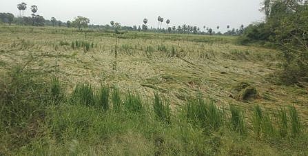 பலத்த மழை: 200 ஏக்கா் நெற்பயிா்கள் சேதம்