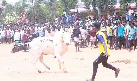 புதுக்கோட்டை மாவட்டம், அரிமளம் அருகேயுள்ள கல்லூரில் புதன்கிழமை நடைபெற்ற மஞ்சுவிரட்டில் சீறிவந்த காளை.