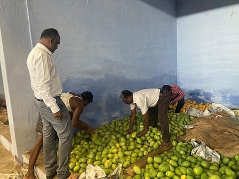 தூத்துக்குடியில் மாம்பழ மொத்த வியாபார கிட்டங்கியில் ஆய்வு செய்த மாவட்ட உணவு பாதுகாப்பு நியமன அலுவலா் மாரியப்பன்.