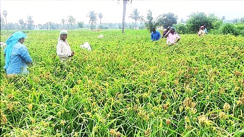 தேவூா் அருகே உள்ள காவேரிப்பட்டி கிராமத்தில் கேழ்வரகு பயிரை அறுவடை செய்யும் விவசாயத் தொழிலாளா்கள்.
