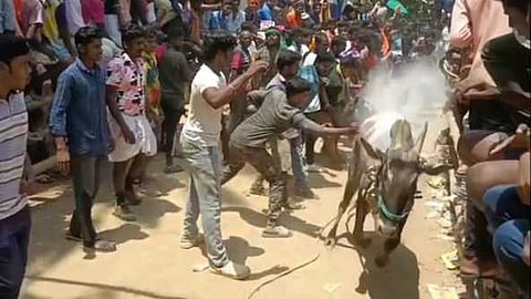 ஆம்பூா் ஏ-கஸ்பா பகுதியில் நடைபெற்ற எருது விடும் விழாவில் சீறிப்பாய்ந்த காளை.