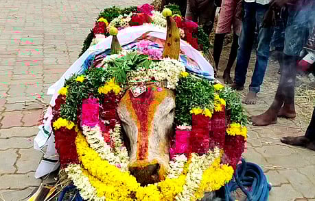 என்.புதூரில் கோயில் காளை இறப்பு : கிராம மக்கள் அஞ்சலி