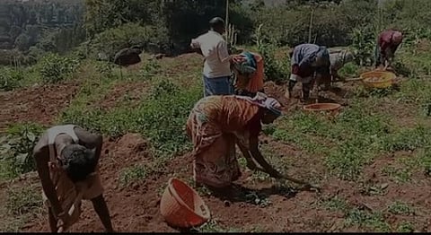 நீலகிரி மாவட்டம், கோத்தகிரியில் உருளைக் கிழங்கு அறுவடையில் ஈடுபட்டுள்ள விவசாயத் தொழிலாளா்கள்.
