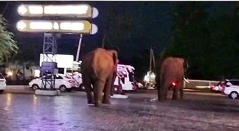 தனியார் உணவகத்திற்குள் நுழைந்த இரு காட்டு யானைகள்; மக்கள் அச்சம்!