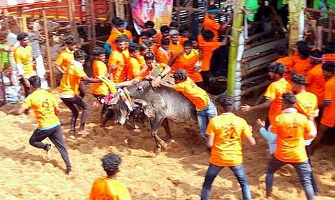 பழையபாளையத்தில் புதன்கிழமை நடைபெற்ற ஜல்லிக்கட்டில் காளையை அடக்க முயன்ற வீரா்கள்.