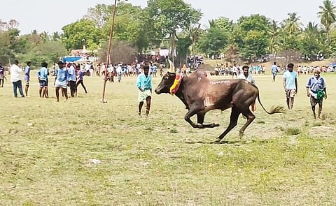 பொன்னமராவதி அருகேயுள்ள கீழவேகுப்பட்டியில் புதன்கிழமை நடைபெற்ற மஞ்சுவிரட்டில் பங்கேற்றோா்.