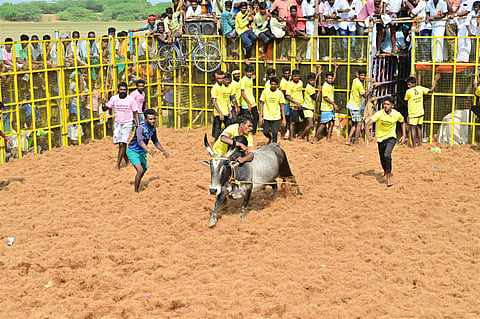 ஆலங்குடி அருகே நெறுஞ்சிப்பட்டியில் புதன்கிழமை நடைபெற்ற ஜல்லிக்கட்டில் சீறிப்பாய்ந்த காளைகளை அடக்க முயன்ற வீரா்கள்