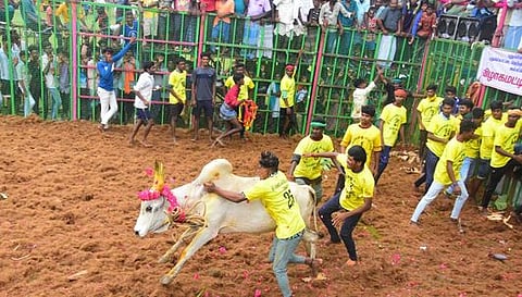 பொன்னம்பட்டி ஓட்டகுளத்தில் ஞாயிற்றுக்கிழமை நடைபெற்ற ஜல்லிக்கட்டில் சீறிப் பாய்ந்து வரும் காளையை அடக்க முயலும் காளையா்கள்.