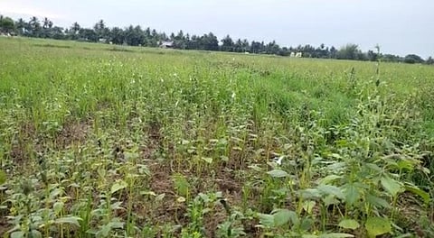 திருவாரூரில் மழையால் சேதமடைந்து வரும் எள் செடிகள்.