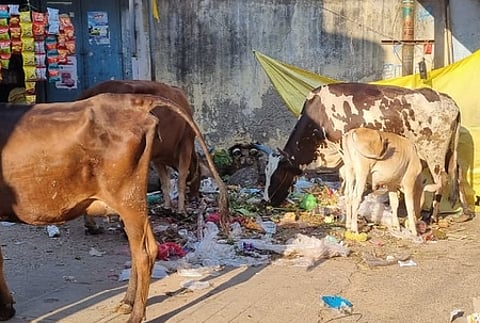 வரகனேரியில் காலியிடத்தில் குவிந்து கிடக்கும் கழிவுப் பொருள்களை சாப்பிடும் மாடுகள்.