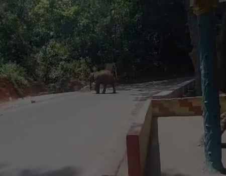 குன்னூா்-மேட்டுப்பாளையம் சாலையில் உலவிய யானை.