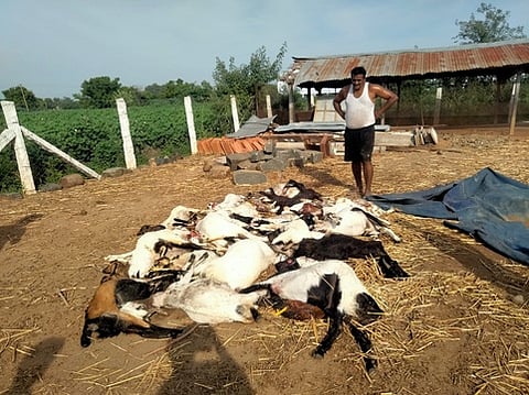 வெறிநாய் தாக்கியதால் உயிரிழந்த ஆடுகள்.