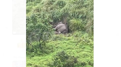 மேல் கோதையாறு அணை அருகில் உள்ள புல்வெளியில் உள்ள புதரில் நன்கு அயர்ந்து உறங்கும் அரிக்கொம்பன்.