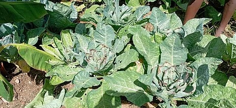 கருகிய செடிகள்.