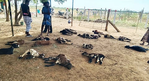 வெறிநாய்கள் கடித்ததில் 32 ஆடுகள் பலி
