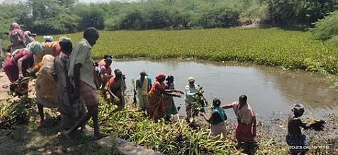 குளத்தில்ஆகாயத் தாமரைகளை அப்புறப்படுத்தும் தேசிய ஊரக வேலை உறுதியளிப்புத் திட்ட பணியாளா்கள்.
