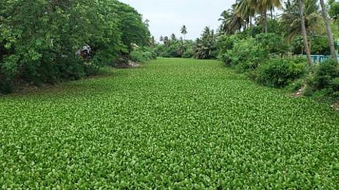 வெண்ணாற்றில் அடத்தியாக வளா்ந்துள்ள ஆகாயத் தாமரை செடிகள்.