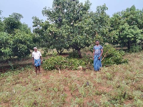 ஆம்பூர் அருகே காட்டு யானைகள் புகுந்து மாந்தோப்பு சேதம்!