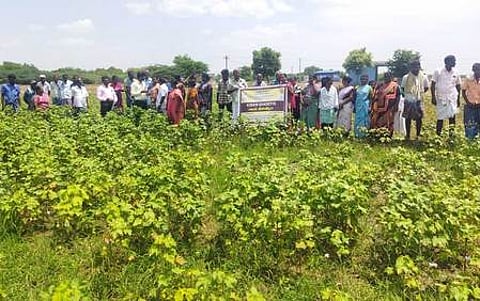 பருத்திப் பயிரில் வயல் திருவிழா