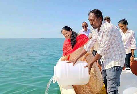 மன்னாா் வளைகுடாவில் விடப்பட்ட 16 லட்சம் பச்சை வரி இறால் குஞ்சுகள்