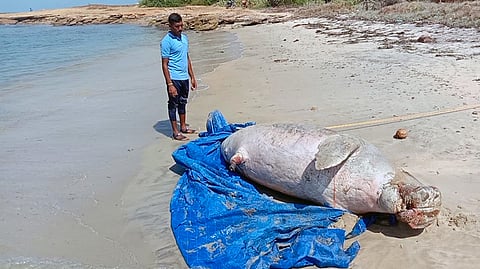 மண்டபம் கடற்கரையில் இறந்து கரை ஒதுங்கிய கடல் பசு