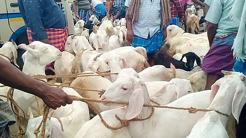 பக்ரீத்: வீரகனூர் சந்தையில் ரூ.4 கோடிக்கு ஆடுகள் விற்பனை