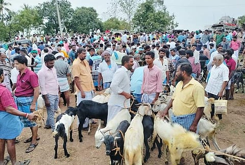 பக்ரீத்: வடலூர் ஆட்டுச் சந்தையில் ரூ.2 கோடிக்கு ஆடுகள் விற்பனை