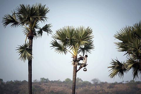 மரங்கள் பற்றி அறிவோம்