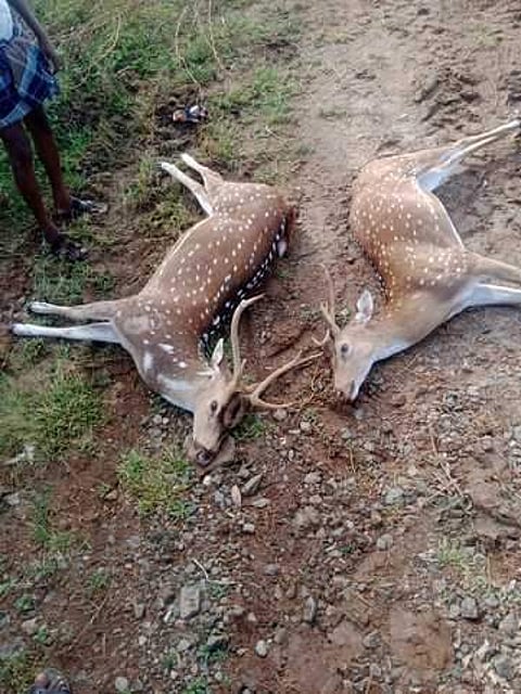 மதுரை-ராமேஸ்வரம் நான்குவழிச் சாலையில் வாகனம் மோதி வெள்ளிக்கிழமை உயிரிழந்த இரு மான்கள்.