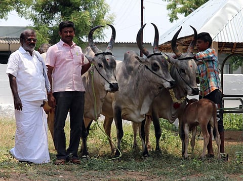 காங்கயம், பழையகோட்டை மாட்டுச் சந்தையில் ரூ.3 லட்சத்து 3 ஆயிரத்துக்கு விற்பனையான மயிலைப் பசுக்கள்.