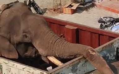 மாஞ்சோலை வனப்பகுதிக்கு இடம் மாற்றப்பட்ட அரிசிகொம்பன் யானை