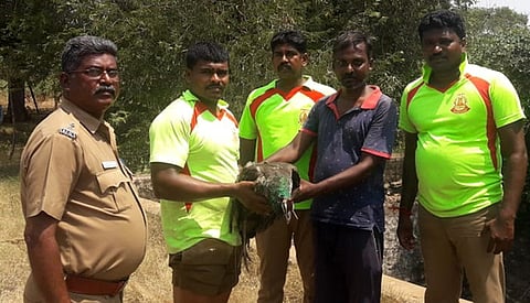 .சாத்தான்குளம் அருகே கிணற்று தண்ணீரில் தத்தளித்த மயில் மீட்பு