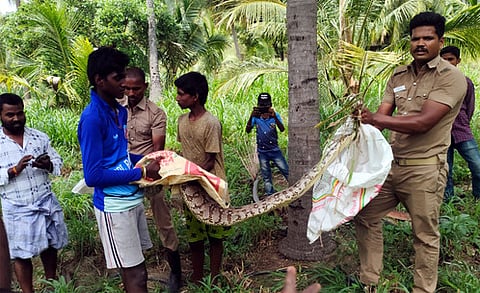 விவசாய நிலத்தில் பிடிபட்ட10 அடி நீள மலைப்பாம்பு