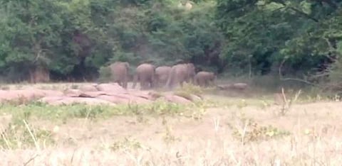 ஆழியாறு அணை: காட்டு யானைகள் முகாம்! பயணிகளுக்கு வனத் துறை எச்சரிக்கை!!