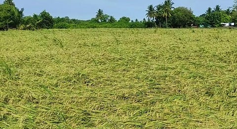 பாதிப்புக்குள்ளான நெல்வயல்கள்.