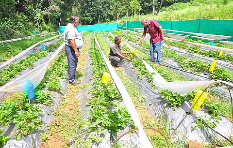 பாச்சலூா் பகுதியில் ஸ்ட்ராபெரி சாகுபடி செய்யப்பட்ட தோட்டத்தை ஆய்வு செய்த தோட்டக்கலைத் துறை துணை இயக்குநா் பெருமாள்சாமி.