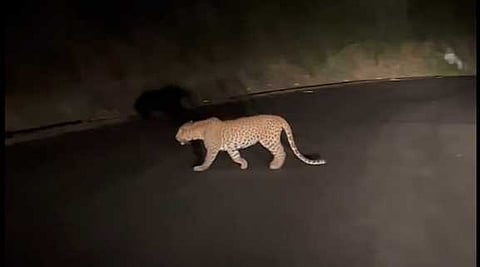 திம்பம் மலைப் பாதை 24ஆவது வளைவில் உலவிய சிறுத்தை.