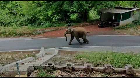 கெத்தை சாலையில் உலவிய யானை.