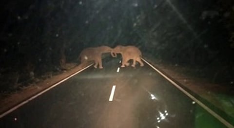 சத்தியமங்கலம், பண்ணாரி சாலையில் காணப்பட்ட காட்டு யானைகள்.