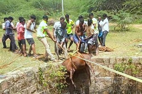 கிணற்றில் தவறி விழுந்த காளை மாடு உயிருடன் மீட்பு