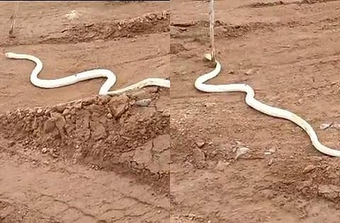 பென்னாகரம்: வெள்ளை நிறத்தில் அரியவகை பாம்பு!