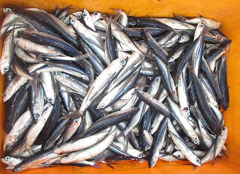 விற்பனைக்கு கொண்டுவரப்பட்ட கோலா மீன்.