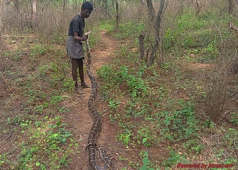 ஆம்பூர் அருகே பால் கொள்முதல் நிலையத்தில் 12 அடி நீள மலைப்பாம்பு!